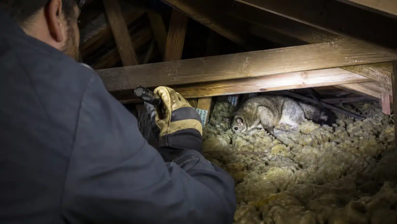 Technician with a torch finding a dead possum in the ceiling insulation of a roof void