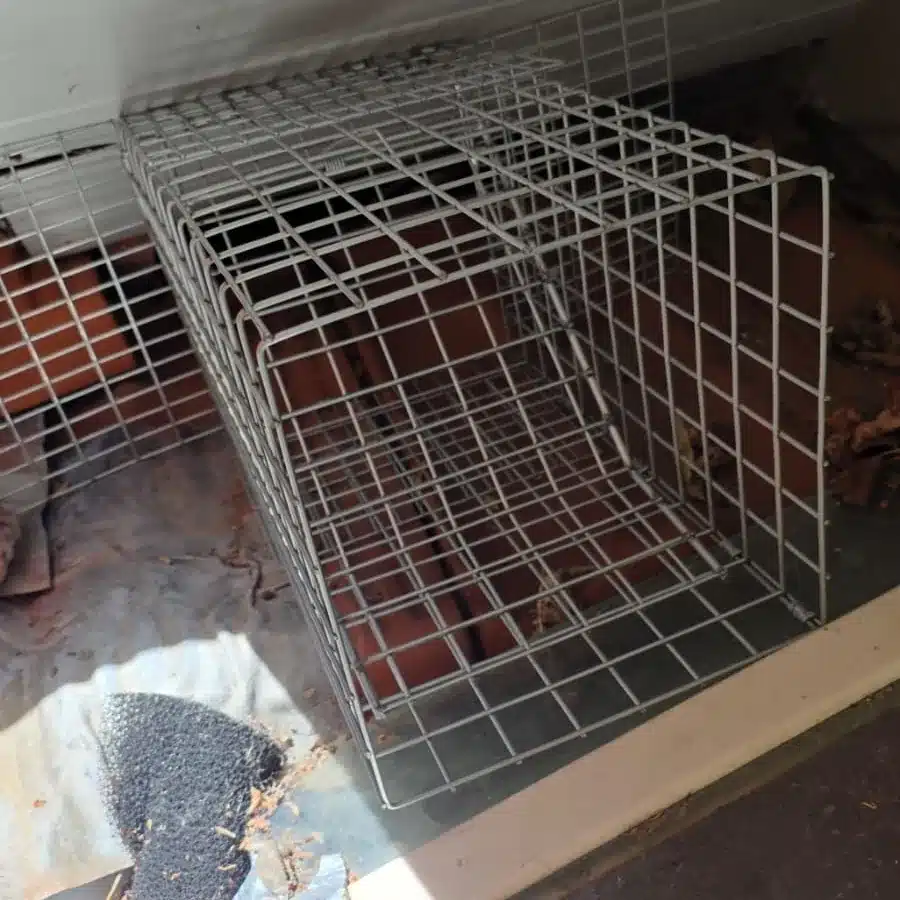 Mesh one-way exit cage fitted at an eave entry point