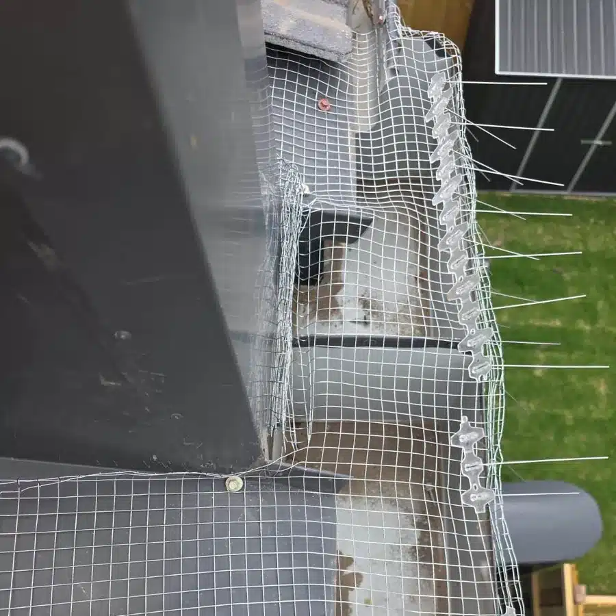 Mesh proofing and possum spikes along a roof edge and downpipe