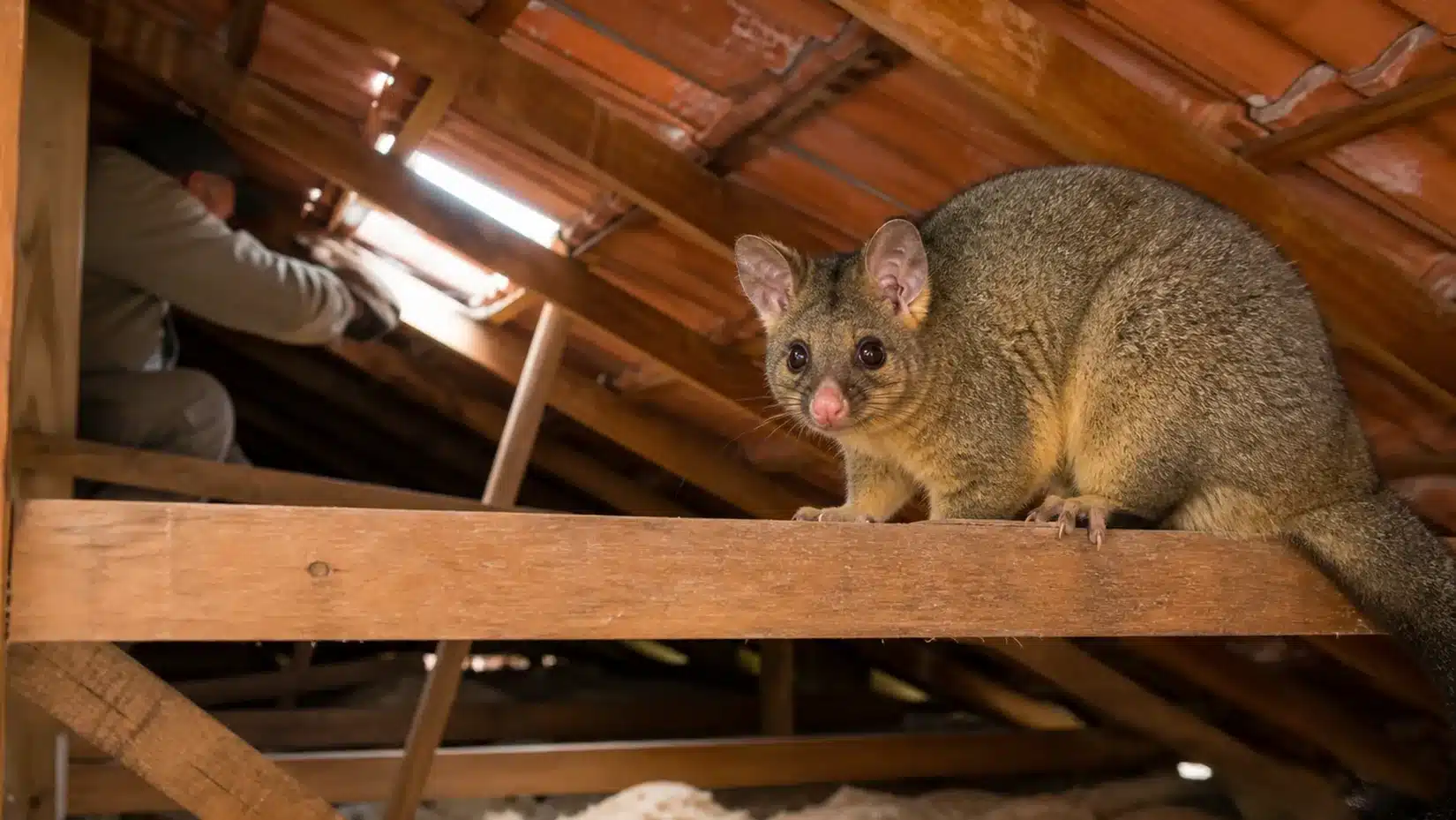 Brushtail possum on a roof beam inside a Melbourne roof void during a possum removal job